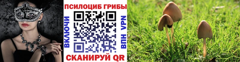 Купить закладки  Нестеров  Галлюциногенные грибы GOLDEN TEACHER 